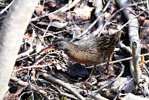 Rail, Virginia, 2018-04210069 Parker River NWR, MA